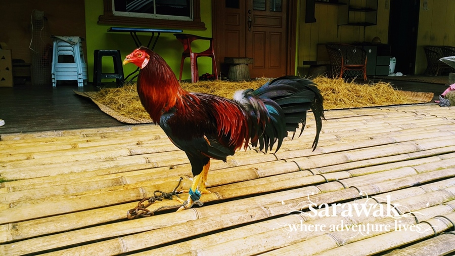 KCH_annarais-chicken.jpg