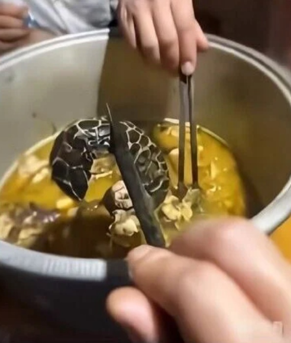 在印尼猎杀烹食濒危玳瑁　中国男离境前遭拘捕
